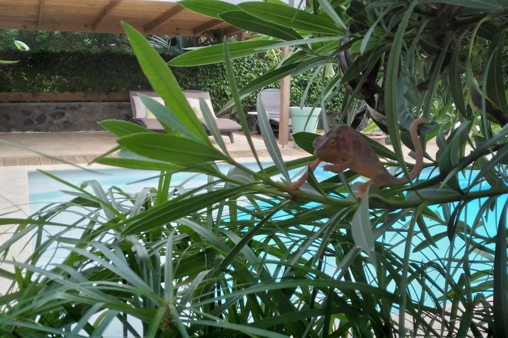 Villa Baies Roses Saint-Leu Exterior foto